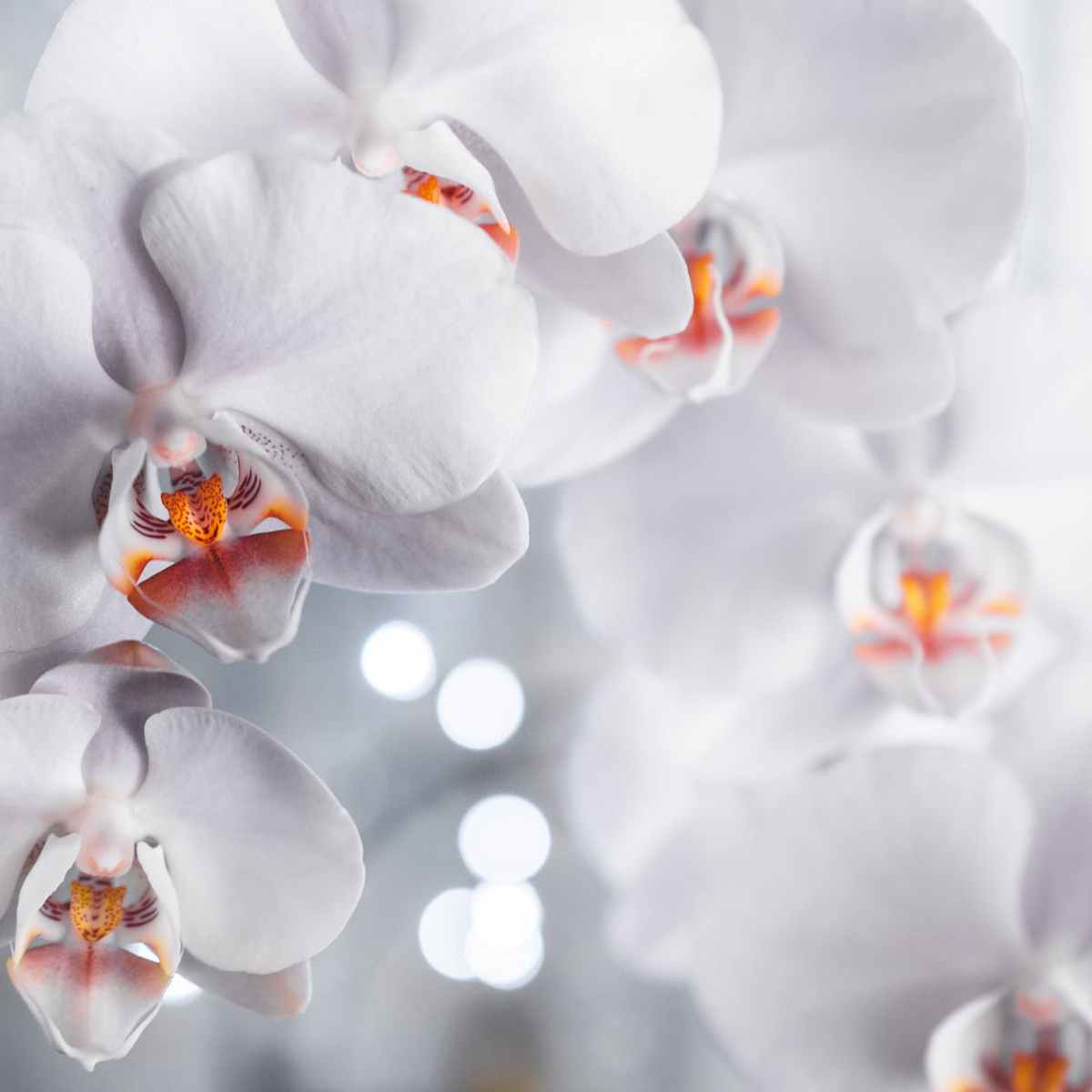 Orchids, their care, and their use in&nbsp;Magic